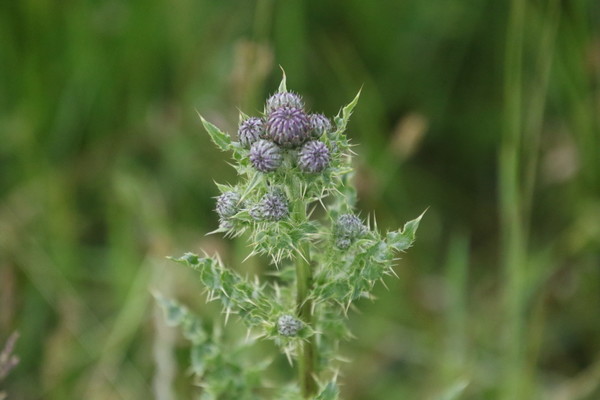 photo of Creeping Thistle