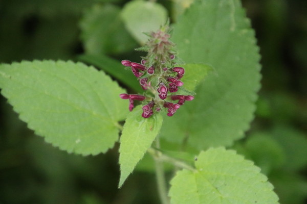 photo of Hedge Woundwort