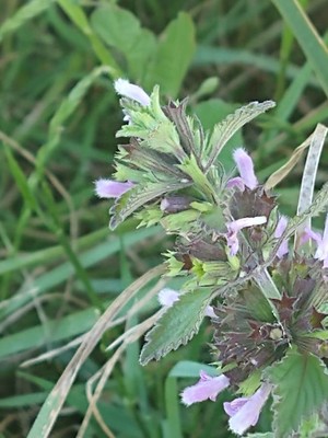 photo of Black Horehound