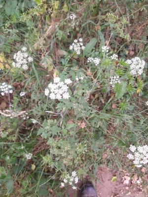 photo of Spreading Hedge Parsley