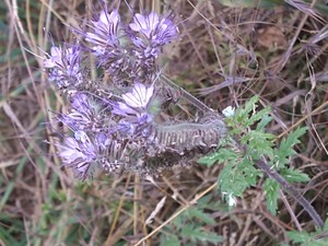 photo of Phacelia