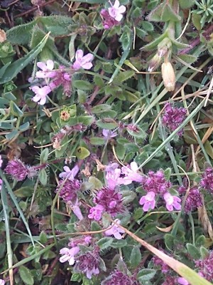 photo of Mother Of Thyme