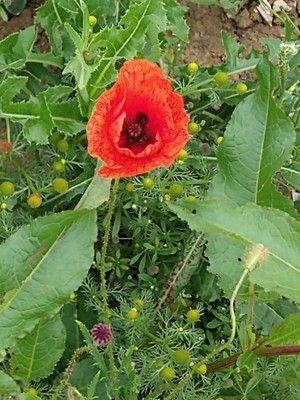 photo of Common Poppy