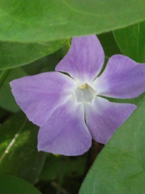 photo of Greater Periwinkle