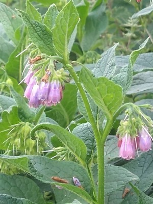 photo of Common Comfrey