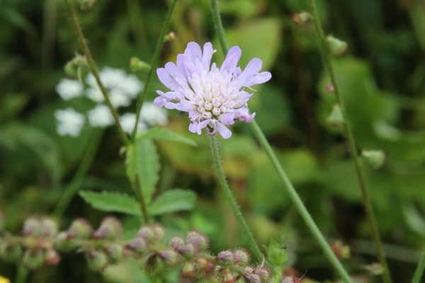 photo of Field Scabious