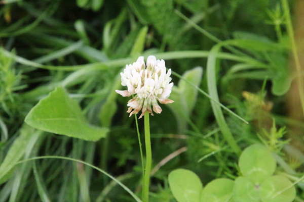photo of White Clover