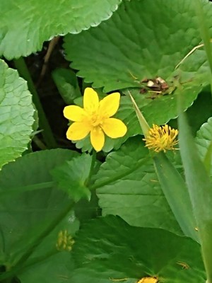 photo of King Cups Or Marsh Marigold
