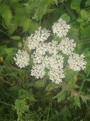 photo of Hogweed