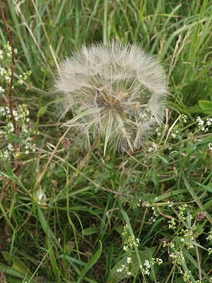 photo of Goat's Beard