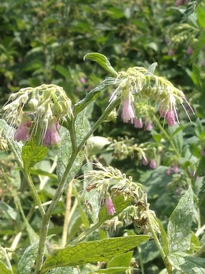 photo of Common Comfrey
