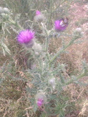 photo of Spear Thistle
