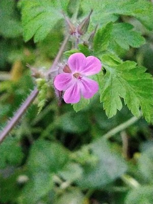 photo of Herb Robert