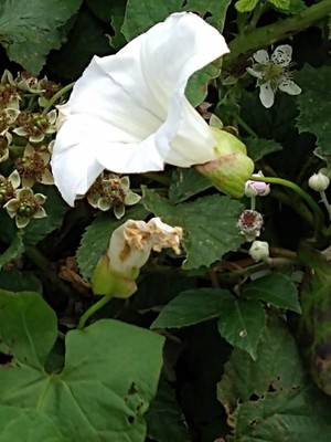 photo of Hedge Bindweed