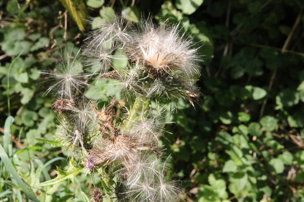 photo of Creeping Thistle