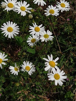 photo of Oxeye Daisy
