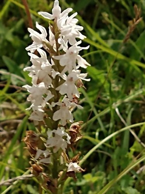 photo of Chalk Fragrant Orchid