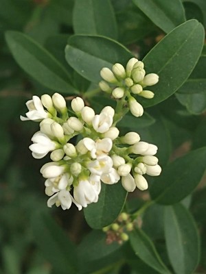 photo of Wild Privet