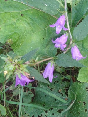 photo of Nettle Leaved Bellflower