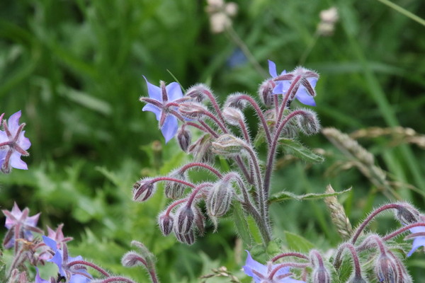photo of Borage