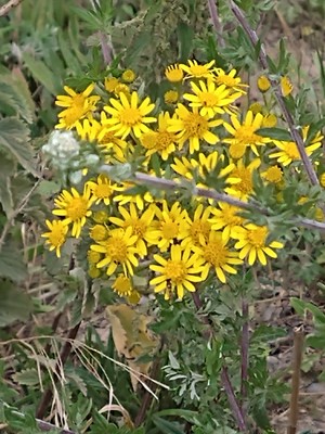photo of Ragwort