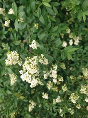 photo of Wild Privet