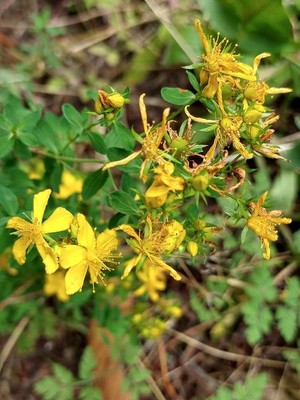 photo of Perforate St. John's Wort
