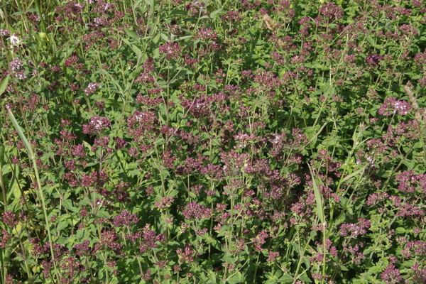 photo of Wild Marjoram