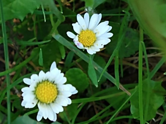 photo of Annual Daisy