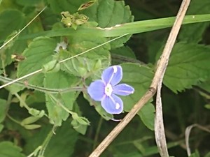 photo of Germander Speedwell