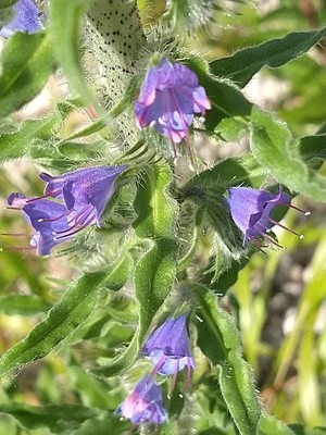 photo of Vipers Bugloss