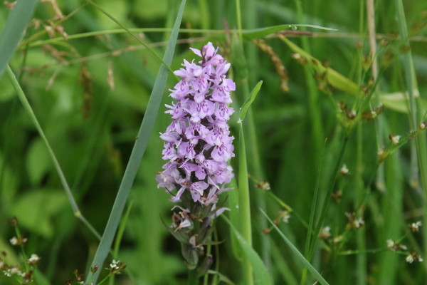 photo of Common Spotted Orchid