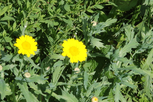 photo of Corn Marigold