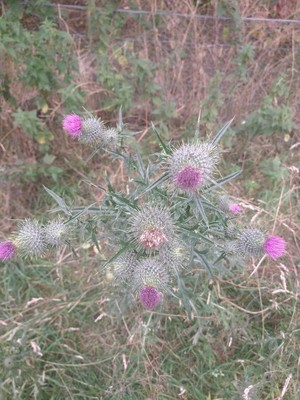 photo of Spear Thistle