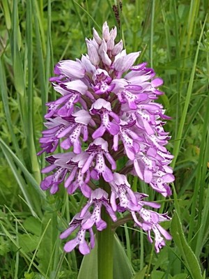 photo of Military Orchid