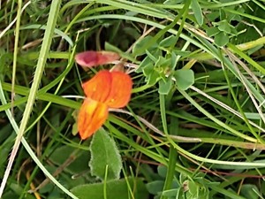 photo of Bird's Foot Trefoil