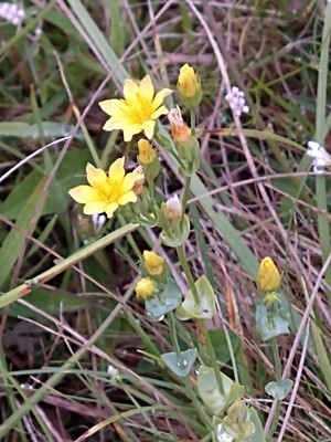 photo of Yellow Wort