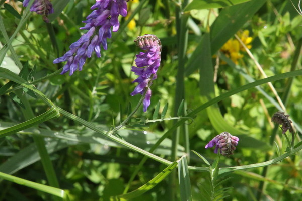 photo of Tufted Vetch