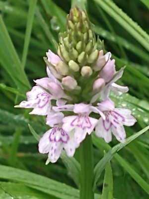 photo of Common Spotted Orchid