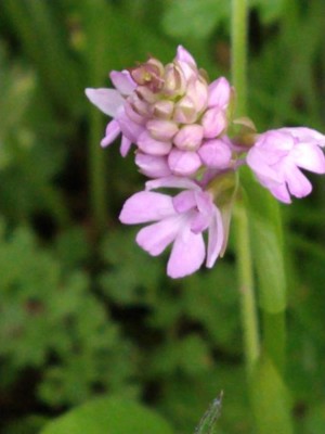 photo of Pyramidal Orchid