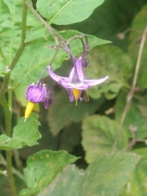 photo of Bittersweet