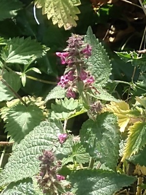 photo of Hedge Woundwort