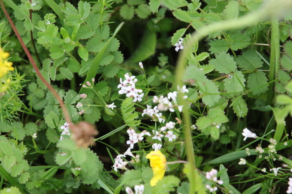 photo of Sqinancywort