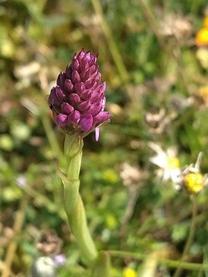 photo of Pyramidal Orchid