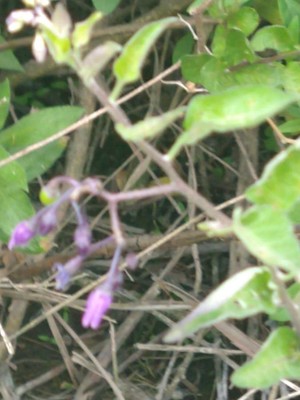 photo of Bittersweet