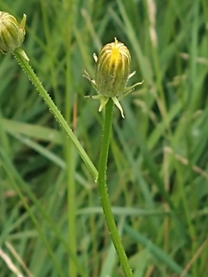 photo of Rough Hawk's Beard