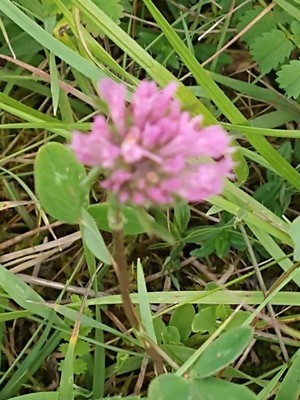 photo of Red Clover