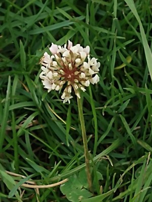 photo of White Clover