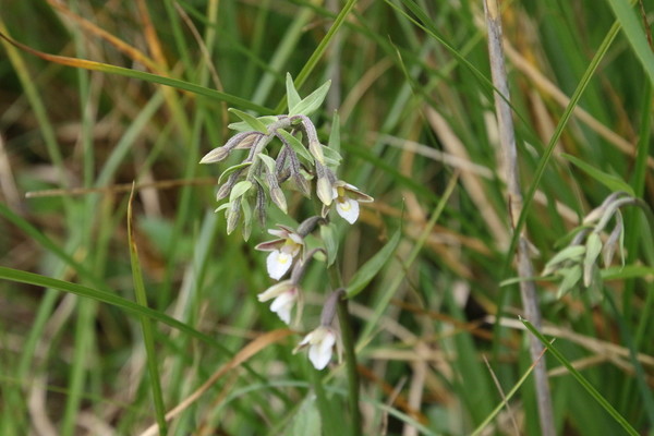 photo of Marsh Helleborine