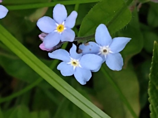 photo of Wood Forget Me Not